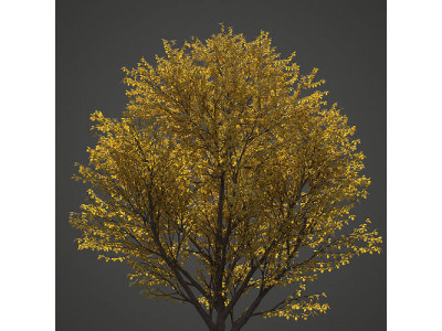 2021 Nikko Maple Collection - Acer Nikoense  3D model