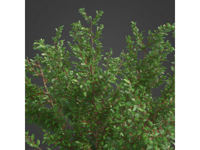 2021 PBR African Boxwood Collection - Myrsine Africana 3D model