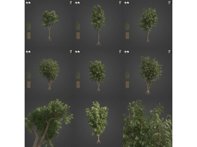 2021 PBR African Mahogany Collection - Khaya Ivorensis  3D model