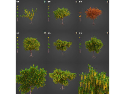 2021 PBR Alpine Laburnum Collection - Laburnum Alpinium  3D model