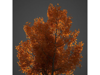 2021 PBR American Planetree Collection - Platanus Occidentalis 3D model