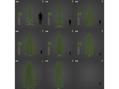 2021 PBR Araucaria Collection - Araucaria Araucara 3D model