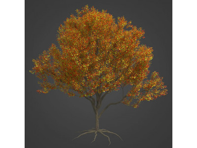 2021 PBR Blackthorn Collection - Prunus Spinosa 3D model