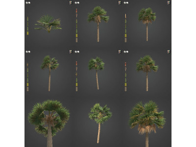 2021 PBR Cabbage Palm Collection - Sabal Palmetto  3D model