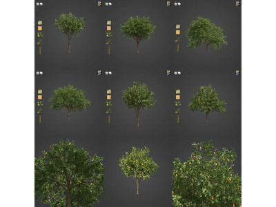 2021 PBR Cashew Tree Collection - Anacardium Occidentale  3D model