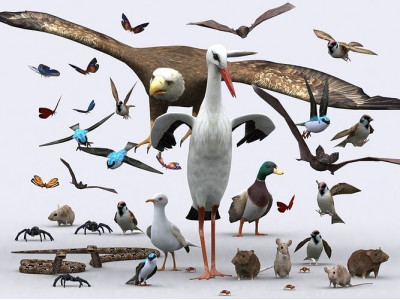 3DRT - Birds and Critters Low-poly 3D model