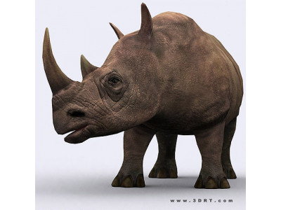 3DRT - Rhinoceros Low-poly 3D model