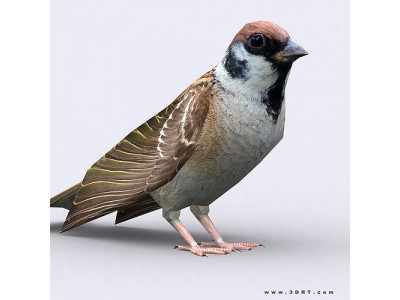3DRT - Sparrow Low-poly 3D model