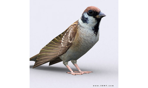 3DRT - Sparrow Low-poly 3D model