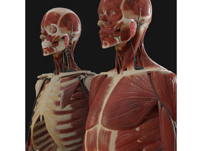 Anatomy  2019 3D model