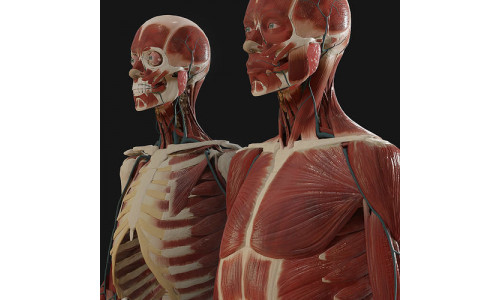 Anatomy  2019 3D model
