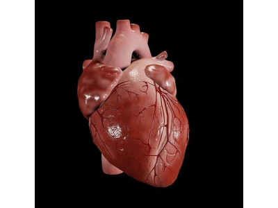 Animated human heart Low-poly 3D model