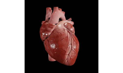 Animated human heart Low-poly 3D model