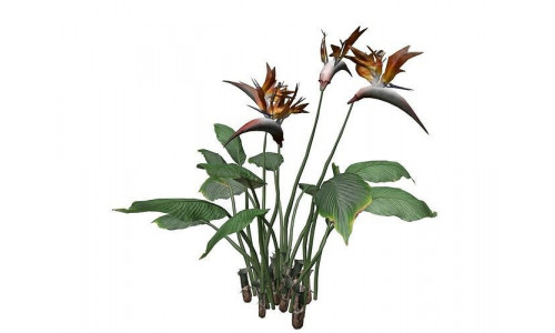 Bird of Paradise Flower - 05 - 3D model