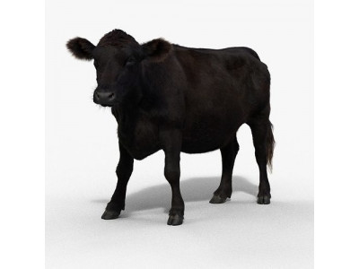 Black Cattle Animated VFX Grace 3D model