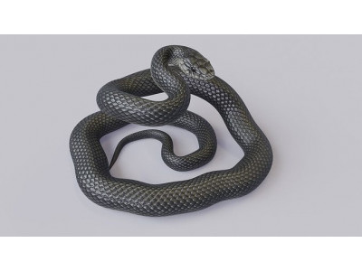 Black Mamba Rigged Low-poly 3D model