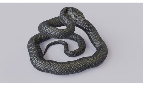 Black Mamba Rigged Low-poly 3D model