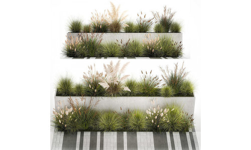 Bushes For Landscaping With Pampas Grass 1169 3D model