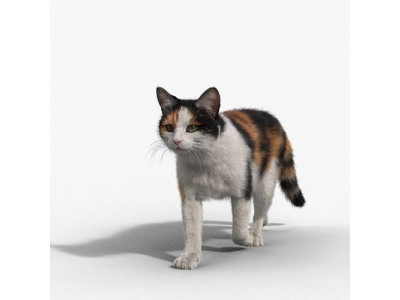 Calico Cat 02 Animated VFX Grace 3D model