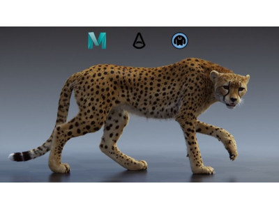 Cheetah  3D model