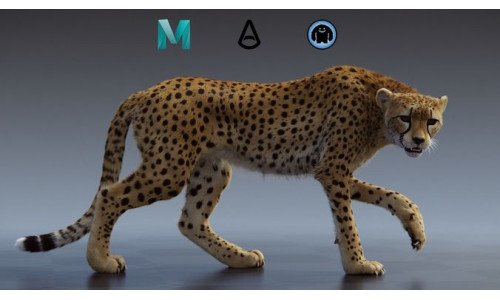 Cheetah  3D model