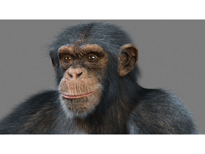 Chimpanzee with realistic fur Low-poly 3D model