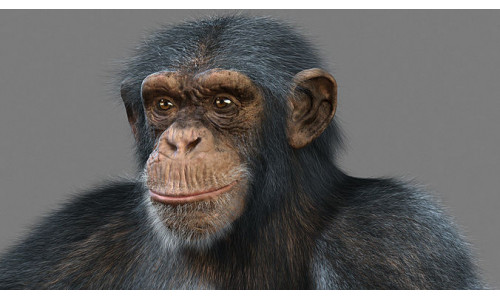 Chimpanzee with realistic fur Low-poly 3D model