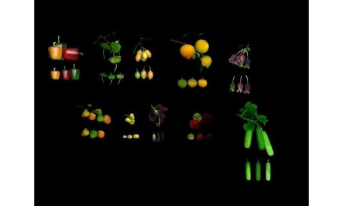 Collection Fruit Path7 Low-poly 3D model