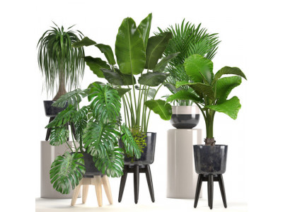 Collection of ornamental plants in pots 3D model