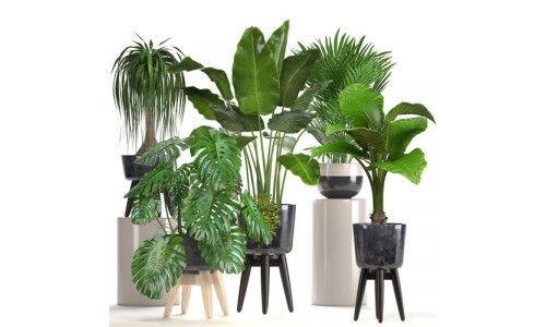 Collection of ornamental plants in pots 3D model