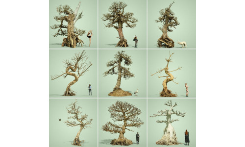 Dead Tree Collection Low-poly 3D model