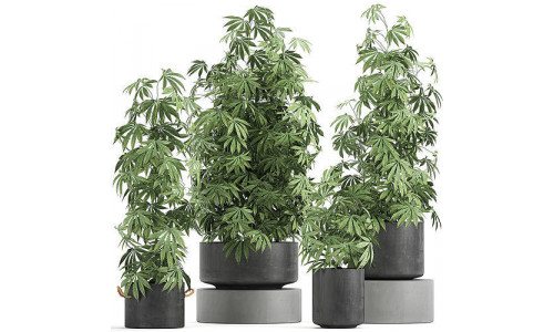 Decorative Cannabis in flowerpots 770 3D model