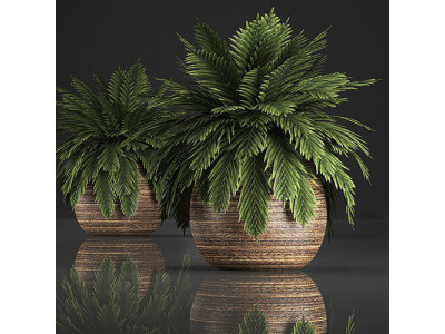 Decorative palm in a basket 826 3D model