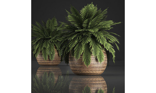 Decorative palm in a basket 826 3D model