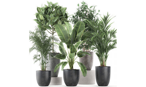 Decorative plants for the interior in flowerpots 610 3D model
