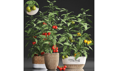 Decorative plants for the kitchen 385 tomato 3D model