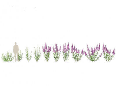 Epilobium angustifolium - Fireweed 01 3D model