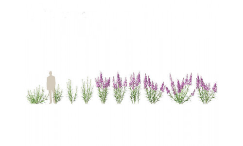 Epilobium angustifolium - Fireweed 01 3D model