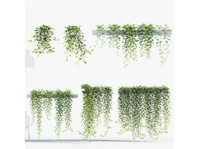 Epipremnum aureum Golden pothos 3D Model 3D model