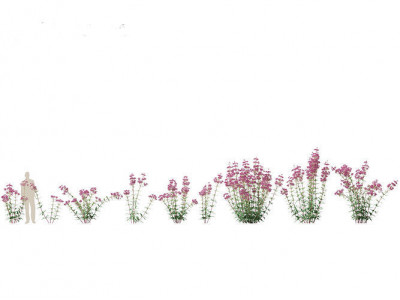 Eupatorium purpureum - Purple Joe-Pye weed 01 3D model