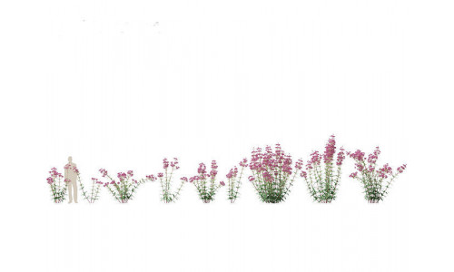 Eupatorium purpureum - Purple Joe-Pye weed 01 3D model