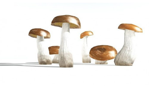 EVERYPlant King Bolete LowPoly 4 --12 Models-- Low-poly 3D model