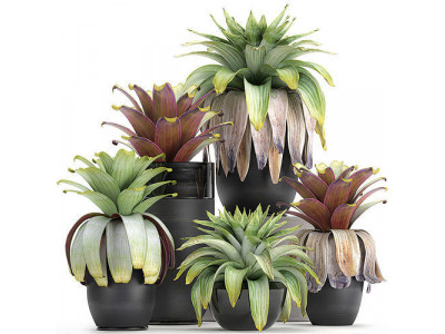 Exotic plants Bromelia in a pot for the interior 745 3D model
