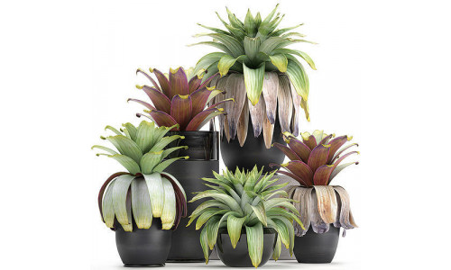 Exotic plants Bromelia in a pot for the interior 745 3D model