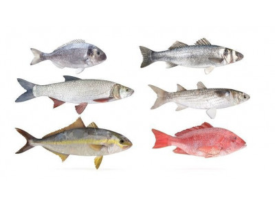 Fish Collection 3D model