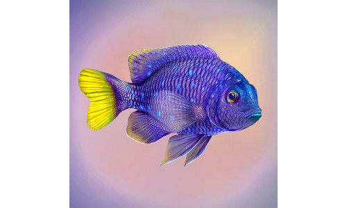 Fish Microspathodon Chrysurus Low-poly 3D model