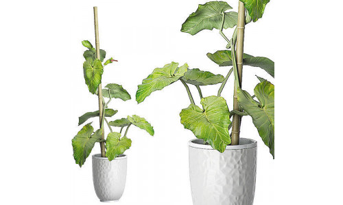 Flower Pack 83 3D model