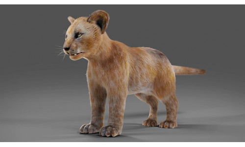 Fur Baby Lion NO Rigged in Blender  Low-poly 3D model