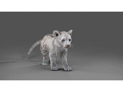 Fur White Tiger Cub Rigged in Blender  Low-poly 3D model