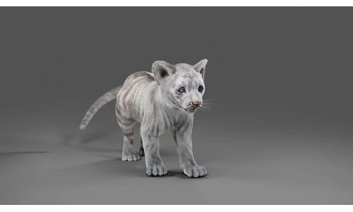 Fur White Tiger Cub Rigged in Blender  Low-poly 3D model